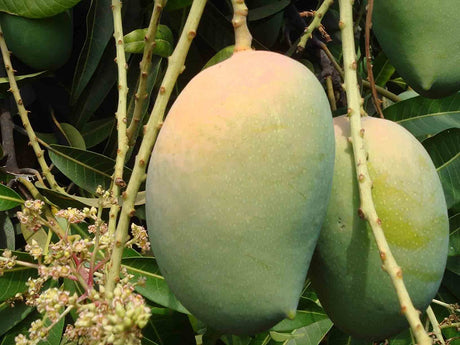 Sweet Delight of Kesar Mangoes